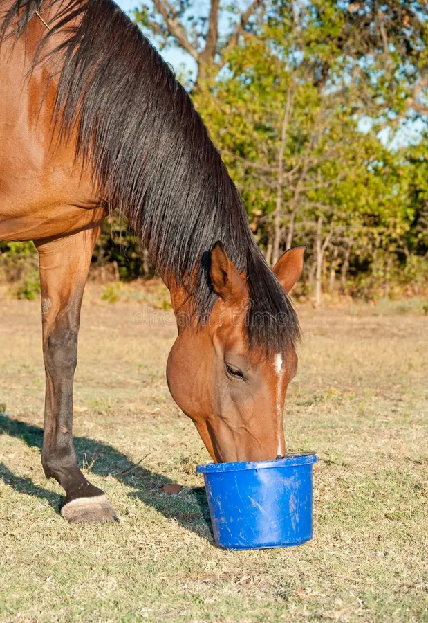 Horse Feed